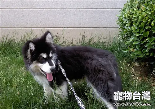 阿拉斯加雪橇犬牙周炎的症狀及治療(1圖)-寵物台灣