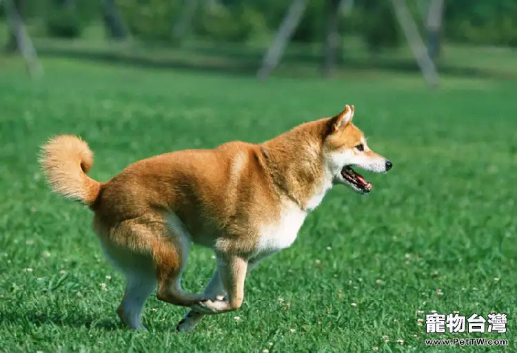 狗狗發燒的原因分析