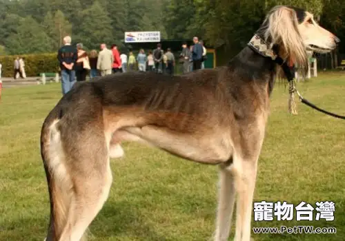 狗狗得腎結石的原因