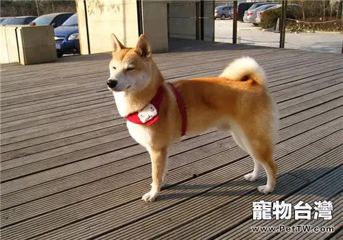 犬細小病毒的預防措施(1圖)-寵物台灣