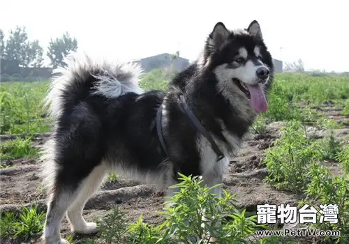 如何預防犬佝僂病