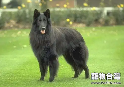 什麼是狗狗的真菌性皮膚病(1圖)-寵物台灣
