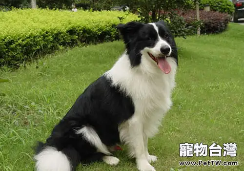 如何預防狗狗真菌性疾病(1圖)-寵物台灣