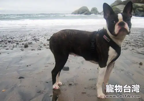 造成犬氣管塌陷的原因