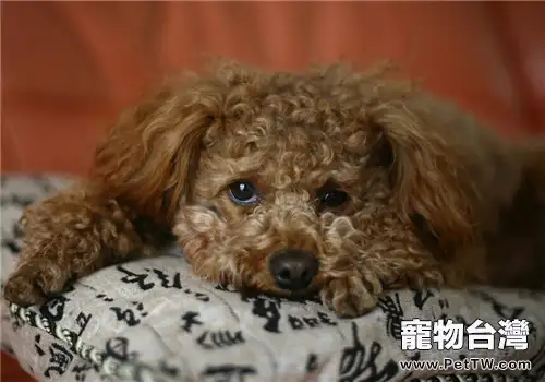 導致犬產後抽搐症的原因是什麼