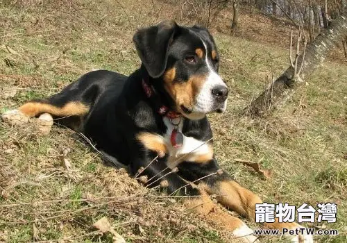 犬寄生蟲之疥螨感染性皮炎(1圖)-寵物台灣