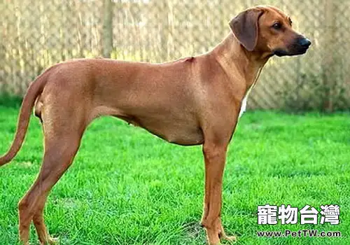 犬寄生蟲性皮膚病之蜱蟲感染