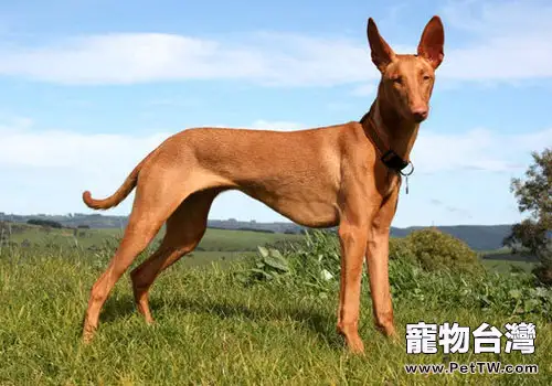 犬睪丸炎的症狀(1圖)-寵物台灣