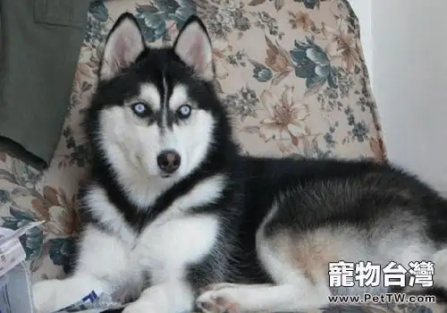 狗狗吃了葡萄怎麼辦
