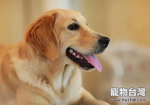 犬過敏性皮炎的原因及症狀(1圖)-寵物台灣