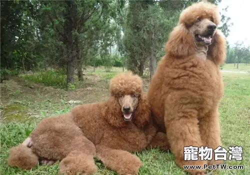 犬骨折後的護理注意事項(1圖)-寵物台灣
