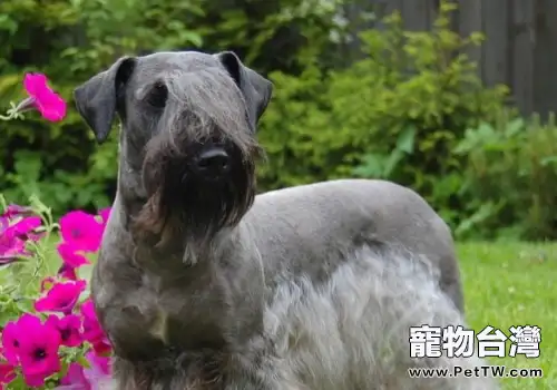 狗狗嘔吐要謹防傳染病(1圖)-寵物台灣