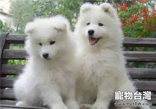 犬急性子宮內膜炎的治療方法(1圖)-寵物台灣