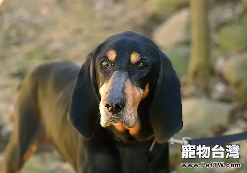 犬水腦症的發病原因