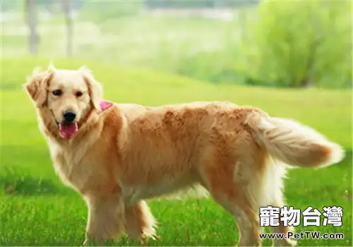 犬髖關節發育不良的X線診斷方法