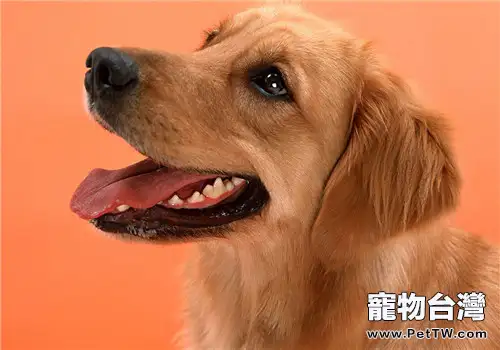 犬翻腸子的症狀表現