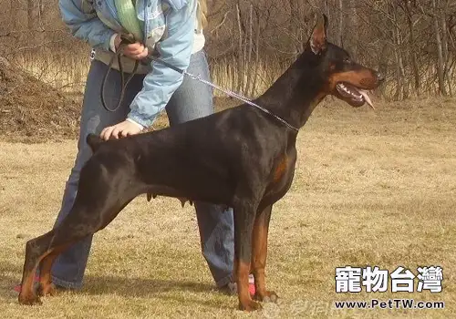 如何正確地為狗狗補鈣