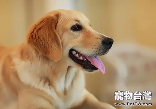 犬翻腸子的治療原則