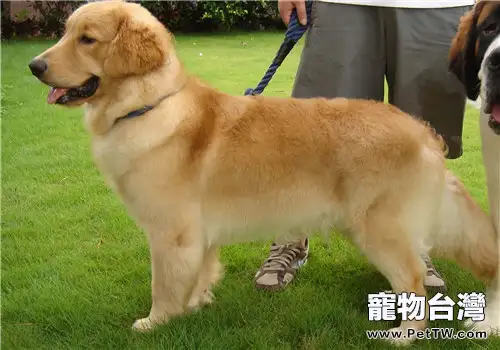 犬翻腸子的診斷方法