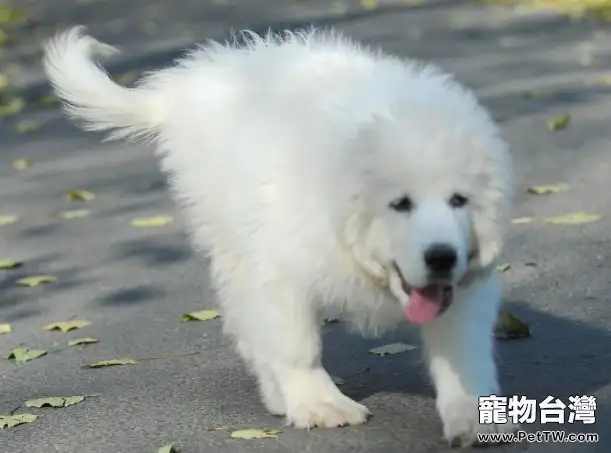 大白熊懷孕期間身體變化