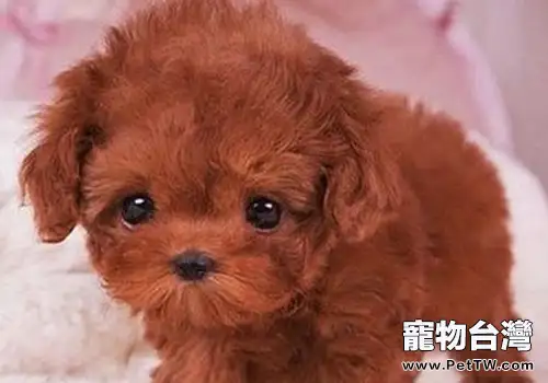 狗狗臍疝的治療方法
