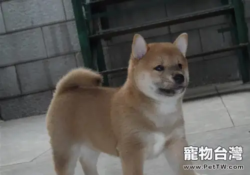 犬疥螨病的檢查方法