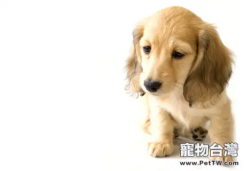 犬低血糖症的病因分析