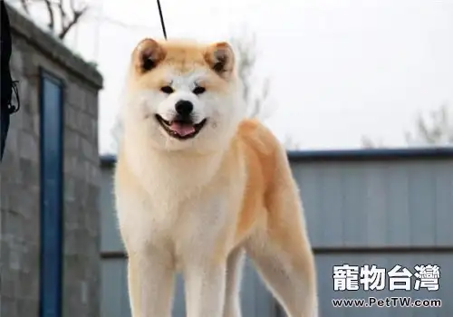 犬中暑的症狀及形成原因