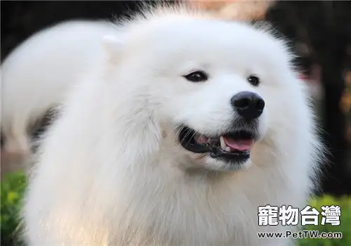 犬癲癇的臨床症狀