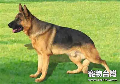 犬胃扭轉的原因分析