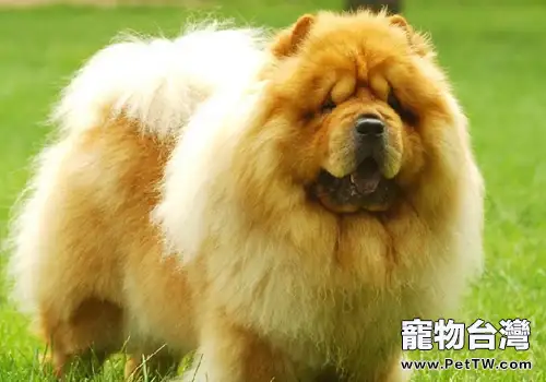 犬真菌性鼻炎的診斷方法(1圖)-寵物台灣