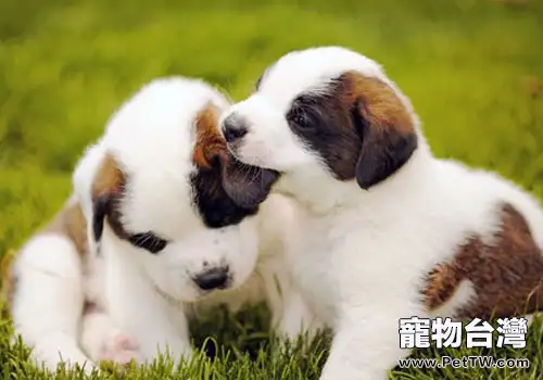 犬擴張型心肌病的病因及症狀(1圖)-寵物台灣