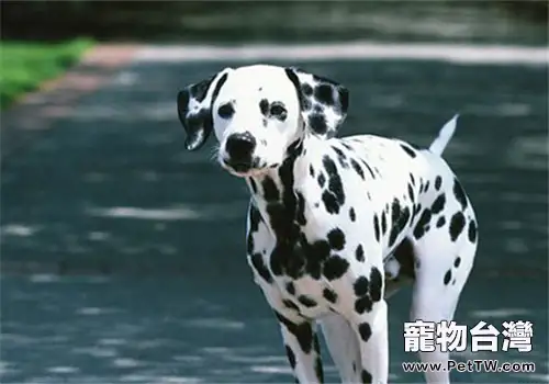 犬胃扭轉的發病原因