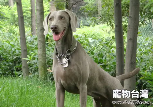 什麼是犬的CHD