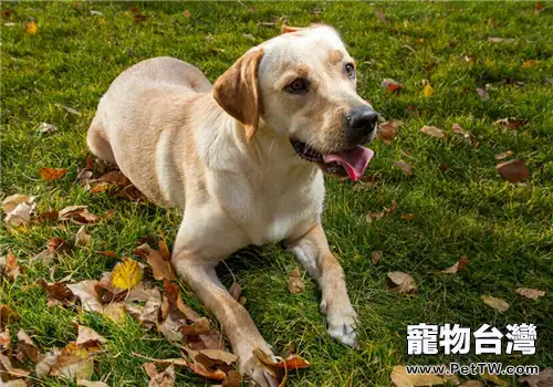 犬冠狀病毒的流行病學及病理變化