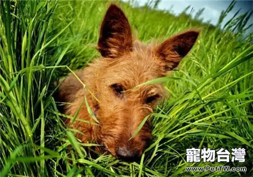 犬冠狀病毒的診斷及治療(1圖)-寵物台灣