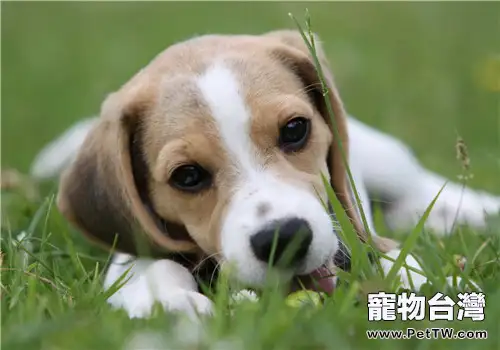 犬肥胖症的病因分析