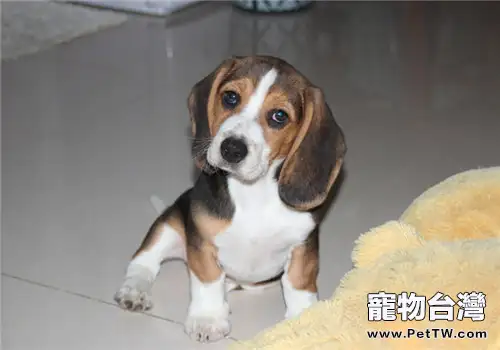 犬肥胖症的預防措施