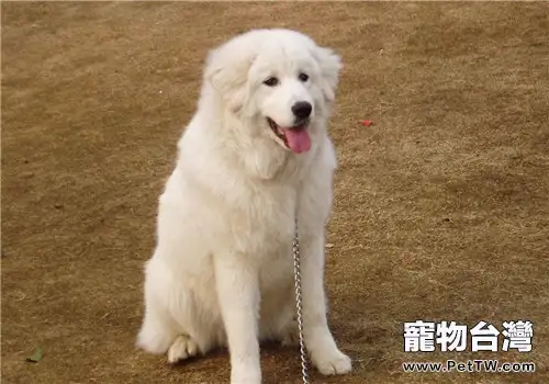 犬胸膜炎的診斷方法(1圖)-寵物台灣