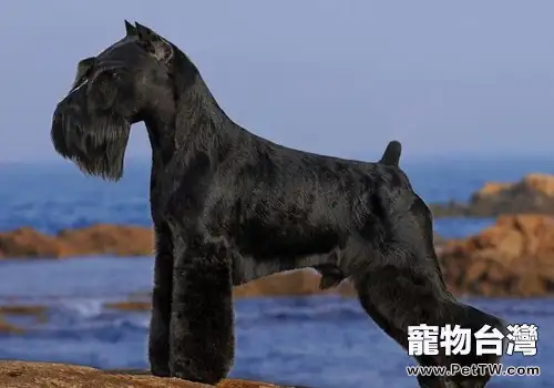 為狗狗做立耳手術的最佳時間(1圖)-寵物台灣