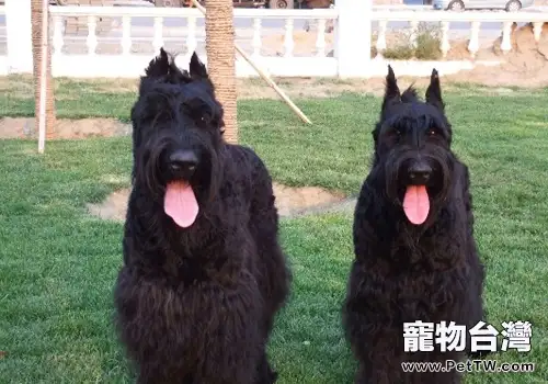 犬立耳手術的步驟(1圖)-寵物台灣