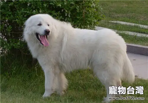 犬胸膜炎的防治方法(1圖)-寵物台灣