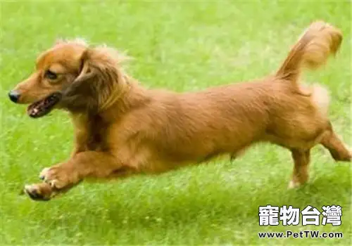 犬便秘的治療措施