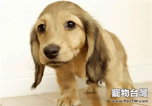 犬便秘的病因分析