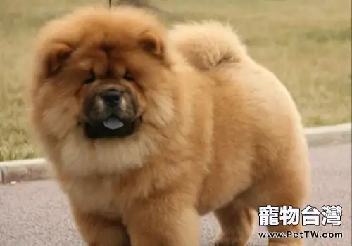 松獅犬有倒睫怎麼辦(1圖)-寵物台灣