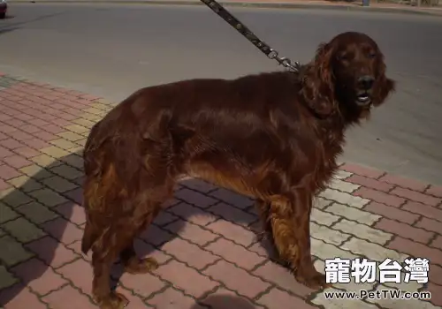 犬急性黃疸病的治療(1圖)-寵物台灣