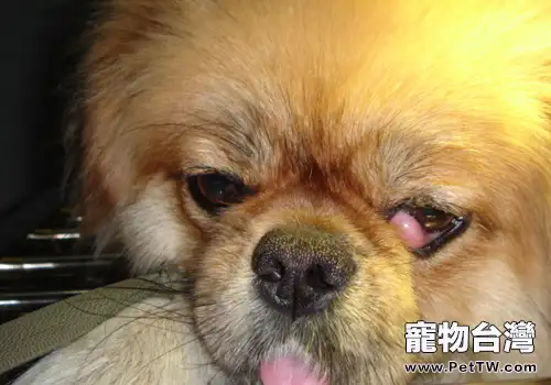 犬第三眼瞼增生的症狀