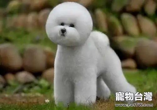 狗一歲相當於人多少歲？（1圖）-寵物台灣