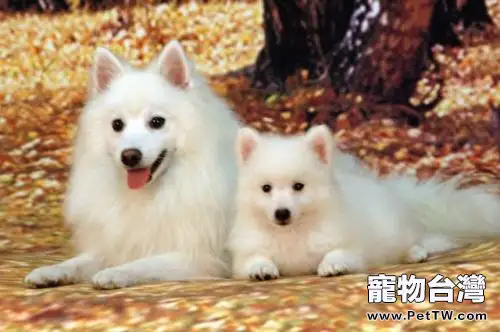 銀狐犬為什麼很少人養 （1圖）-寵物台灣