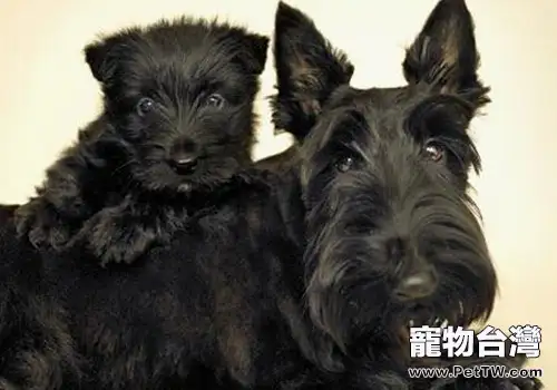 犬第三眼瞼增生術後有何影響(1圖)-寵物台灣
